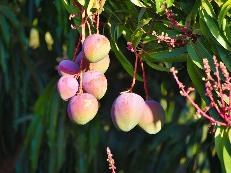 公司与百色田东、田阳等基地续签年度直采协议